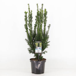Warentuin Natuurlijk - Taxus media hillii 50-60 cm