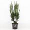 Warentuin Natuurlijk - Taxus media hillii 50-60 cm