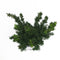 Warentuin Natuurlijk - Taxus media hillii 50-60 cm