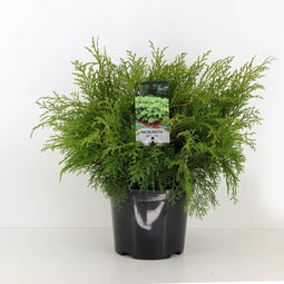 Warentuin Natuurlijk - Microbiota decussata 30-40 cm
