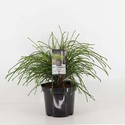 Warentuin Natuurlijk - Thuja plicata whipcord 20-25 cm