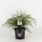 Warentuin Natuurlijk - Thuja plicata whipcord 20-25 cm