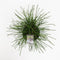 Warentuin Natuurlijk - Thuja plicata whipcord 20-25 cm