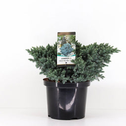 Warentuin Natuurlijk - Juniperus squamata blue star 30 cm