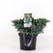 Warentuin Natuurlijk - Juniperus squamata blue star 30 cm