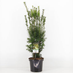 Warentuin Natuurlijk - Taxus media hicksii 50-60 cm