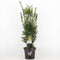 Warentuin Natuurlijk - Taxus media hicksii 50-60 cm