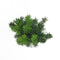 Warentuin Natuurlijk - Taxus media hicksii 50-60 cm