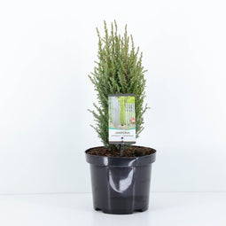 Warentuin Natuurlijk - Juniperus communis compressa 55 cm