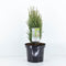 Warentuin Natuurlijk - Juniperus communis compressa 55 cm