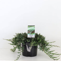 Warentuin Natuurlijk - Juniperus hor wiltonii 30 cm
