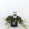 Warentuin Natuurlijk - Juniperus hor wiltonii 30 cm