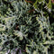 Warentuin Natuurlijk - Juniperus hor wiltonii 30 cm
