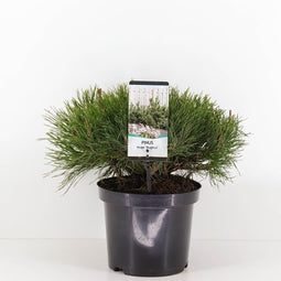 Warentuin Natuurlijk - Pinus mugo mughus 25-30 cm