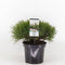 Warentuin Natuurlijk - Pinus mugo mughus 25-30 cm