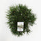 Warentuin Natuurlijk - Pinus mugo mughus 25-30 cm