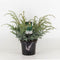 Warentuin Natuurlijk - Juniperus chinensis blue alps 55 cm