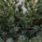Warentuin Natuurlijk - Juniperus chinensis blue alps 55 cm