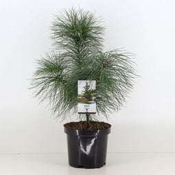Warentuin Natuurlijk - Pinus strobus