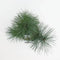 Warentuin Natuurlijk - Pinus strobus