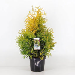 Warentuin Natuurlijk - Thuja occidentalis yellow ribbon