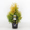 Warentuin Natuurlijk - Thuja occidentalis yellow ribbon