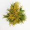 Warentuin Natuurlijk - Thuja occidentalis yellow ribbon