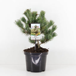 Warentuin Natuurlijk - Pinus parviflora negishi 25-30 cm