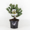 Warentuin Natuurlijk - Pinus parviflora negishi 25-30 cm