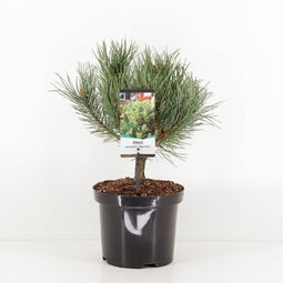 Warentuin Natuurlijk - Pinus sylvestris watereri 25-30 cm