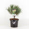 Warentuin Natuurlijk - Pinus sylvestris watereri 25-30 cm