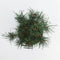 Warentuin Natuurlijk - Pinus sylvestris watereri 25-30 cm