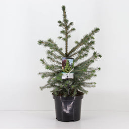 Warentuin Natuurlijk - Picea omorika 30-40 cm