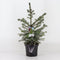 Warentuin Natuurlijk - Picea omorika 30-40 cm