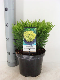 Warentuin Natuurlijk - Juniperus hor. Limeglow