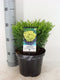 Warentuin Natuurlijk - Juniperus hor. Limeglow