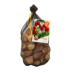 Baltus - Bollen Tulipa Darwin mix rood/wit 40 stuks