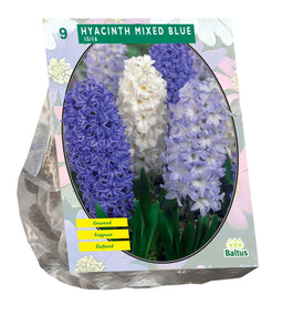 Baltus - Bollen Hyacinth mixed blue 9 stuks