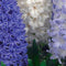 Baltus - Bollen Hyacinth mixed blue 9 stuks