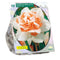 Baltus - Bollen Narcis Replete 10 stuks