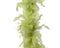 Decoris - Boa veer d15l15b15h184 cm pistache kerst
