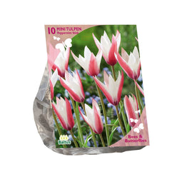 Baltus - Bollen Tulipa Clusiana Peppermint stick 10 stuks