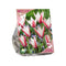 Baltus - Bollen Tulipa Clusiana Peppermint stick 10 stuks