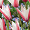 Baltus - Bollen Tulipa Clusiana Peppermint stick 10 stuks