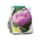 Baltus - Bollen Tulipa Newcastle 10 stuks
