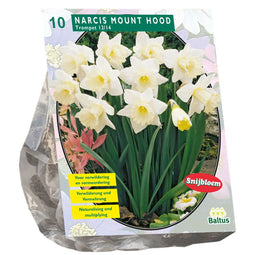 Baltus - Bollen Narcis Mount Hood 10 stuks