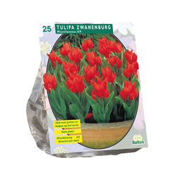 Baltus - Bollen Tulipa Praestans Zwanenburg 25 stuks