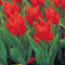 Baltus - Bollen Tulipa Praestans Zwanenburg 25 stuks