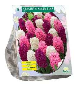 Baltus - Bollen Hyacinth mixed pink 9 stuks
