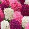Baltus - Bollen Hyacinth mixed pink 9 stuks